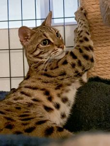 Loki