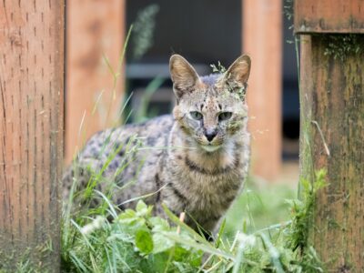 Lucy Savannah Cat