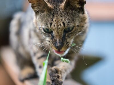 Lucy Savannah Cat