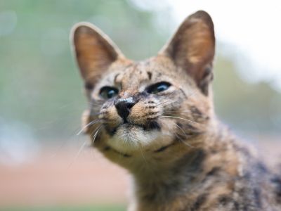 Lucy Savannah Cat