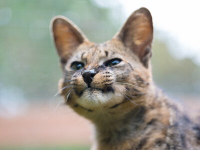 Lucy Savannah Cat