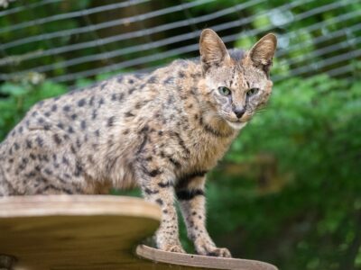 Lucy Savannah Cat