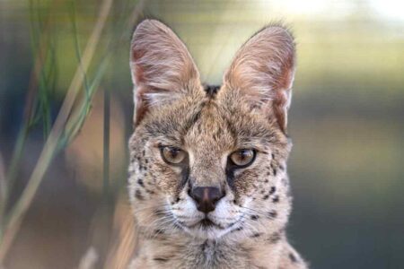 Luna Serval WildCat Ridge Sanctuary