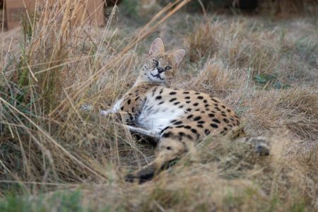 Luna Serval WildCat Ridge Sanctuary