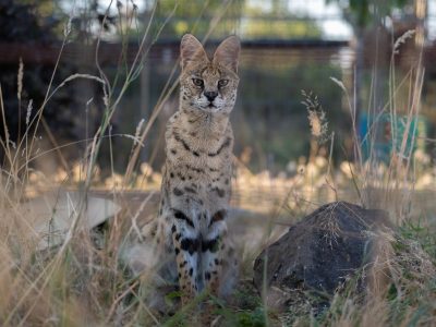 Luna Serval WildCat Ridge Sanctuary