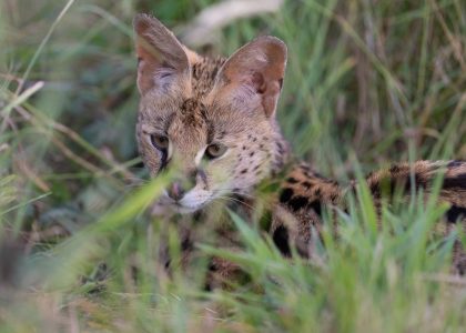 Luna Serval WildCat Ridge Sanctuary