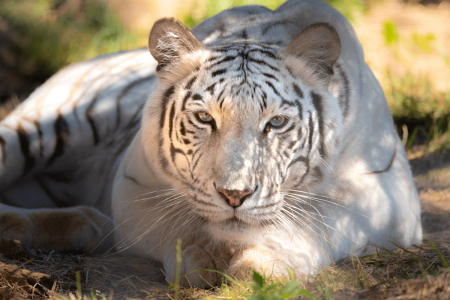 Maharani Maharani