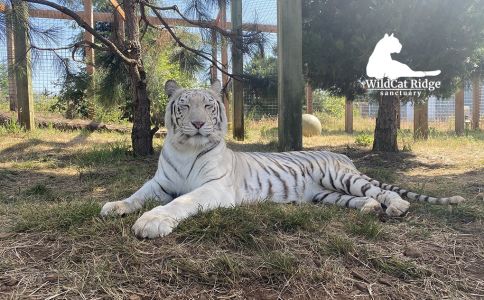 Maharani