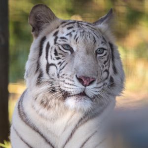 Maharani