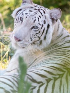 Maharani