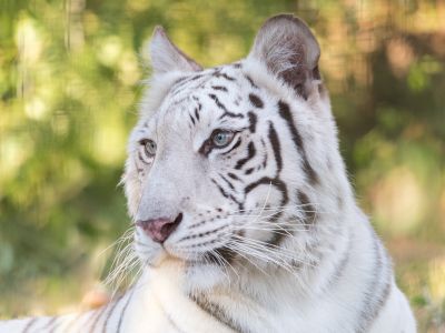 Maharani