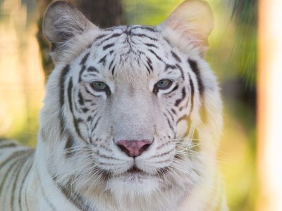 Maharani