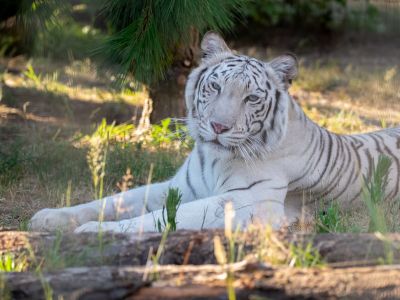 Maharani