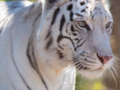 Maharani
