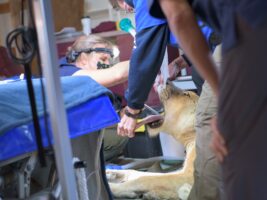 Kariba Intubation Kariba Intubation