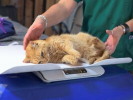 Getting Milo's Weight Getting Milo's Weight