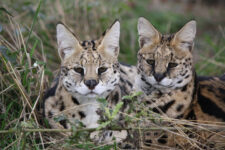 Morocco & Tanzi
