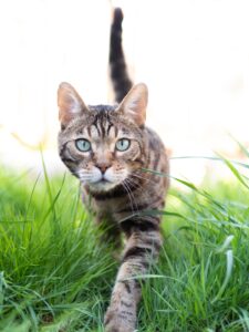 Mowgli Bengal Cat