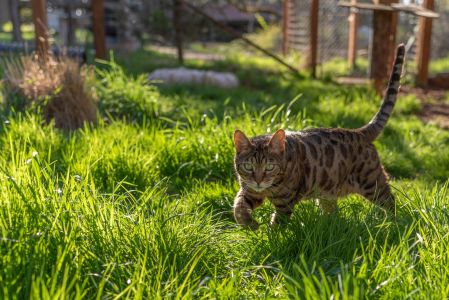 Mowgli Bengal Cat