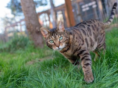 Mowgli Bengal Cat