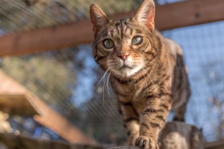 Mowgli Mowgli Bengal Cat