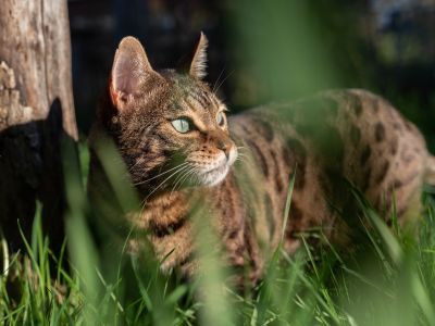 Mowgli Bengal Cat
