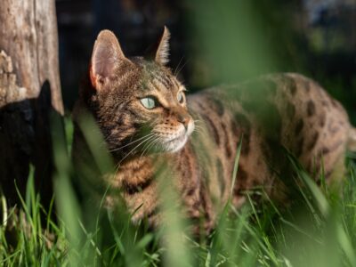 Mowgli Bengal Cat