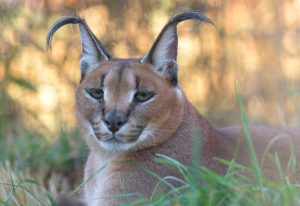 Meet our Caracals