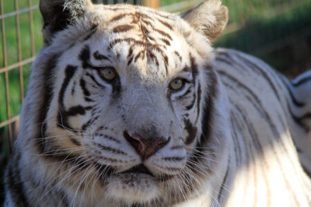 Nora - in Memory Nora - white tiger at WildCat Ridge Sanctuary