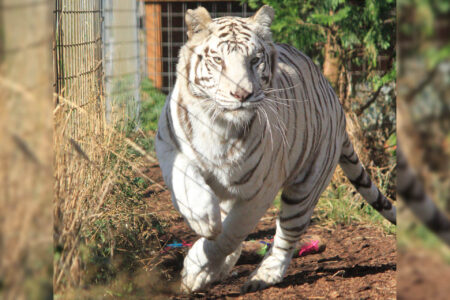 Running... Nora - white tiger at WildCat Ridge Sanctuary