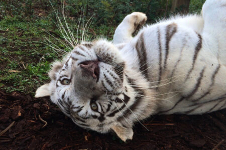 Belly Happy Nora! White tiger at WildCat Ridge Sanctuary