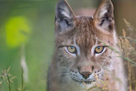 Oliver Eurasian Lynx WildCat Ridge Sanctuary