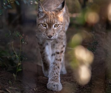 Oliver Eurasian Lynx WildCat Ridge Sanctuary