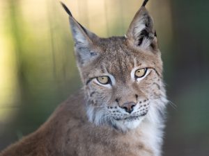 Meet our Lynx