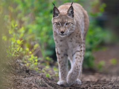 Oliver Eurasian Lynx WildCat Ridge Sanctuary