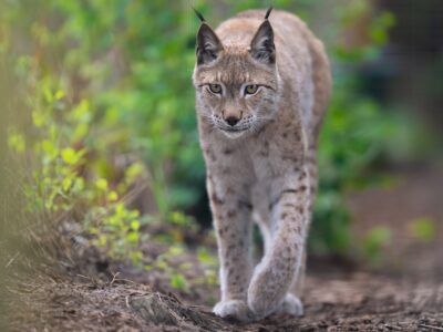 Oliver Eurasian Lynx WildCat Ridge Sanctuary