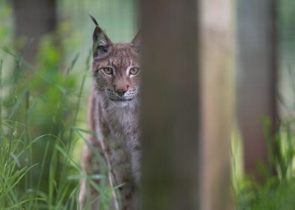 Oliver Eurasian Lynx WildCat Ridge Sanctuary