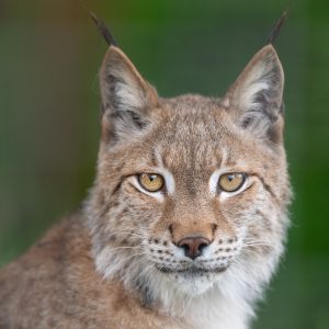 Oliver Eurasian Lynx WildCat Ridge Sanctuary