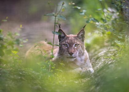 Oliver Eurasian Lynx WildCat Ridge Sanctuary