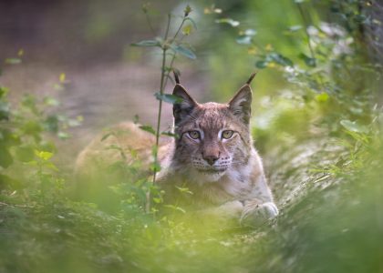Oliver Eurasian Lynx WildCat Ridge Sanctuary