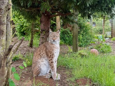 Oliver Eurasian Lynx WildCat Ridge Sanctuary