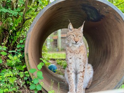 Oliver Eurasian Lynx WildCat Ridge Sanctuary