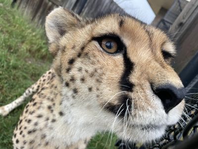 Oshana Cheetah WildCat Ridge Sanctuary