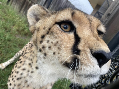 Oshana Cheetah WildCat Ridge Sanctuary