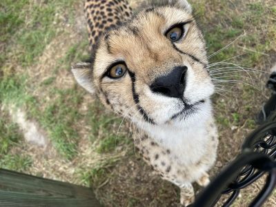 Oshana Cheetah WildCat Ridge Sanctuary