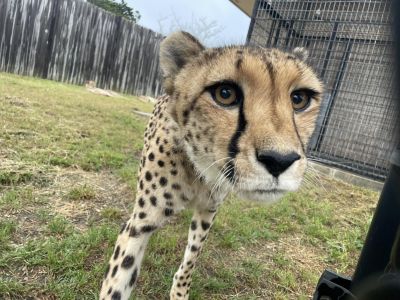Oshana Cheetah WildCat Ridge Sanctuary