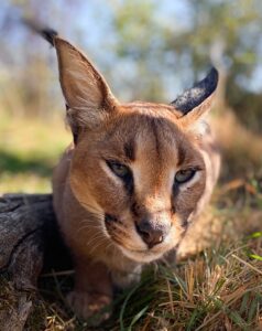 Raja