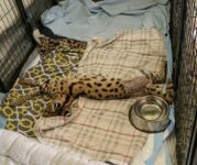 Cairo resting after surgery