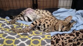 Cairo resting after surgery