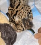 Cairo resting after surgery